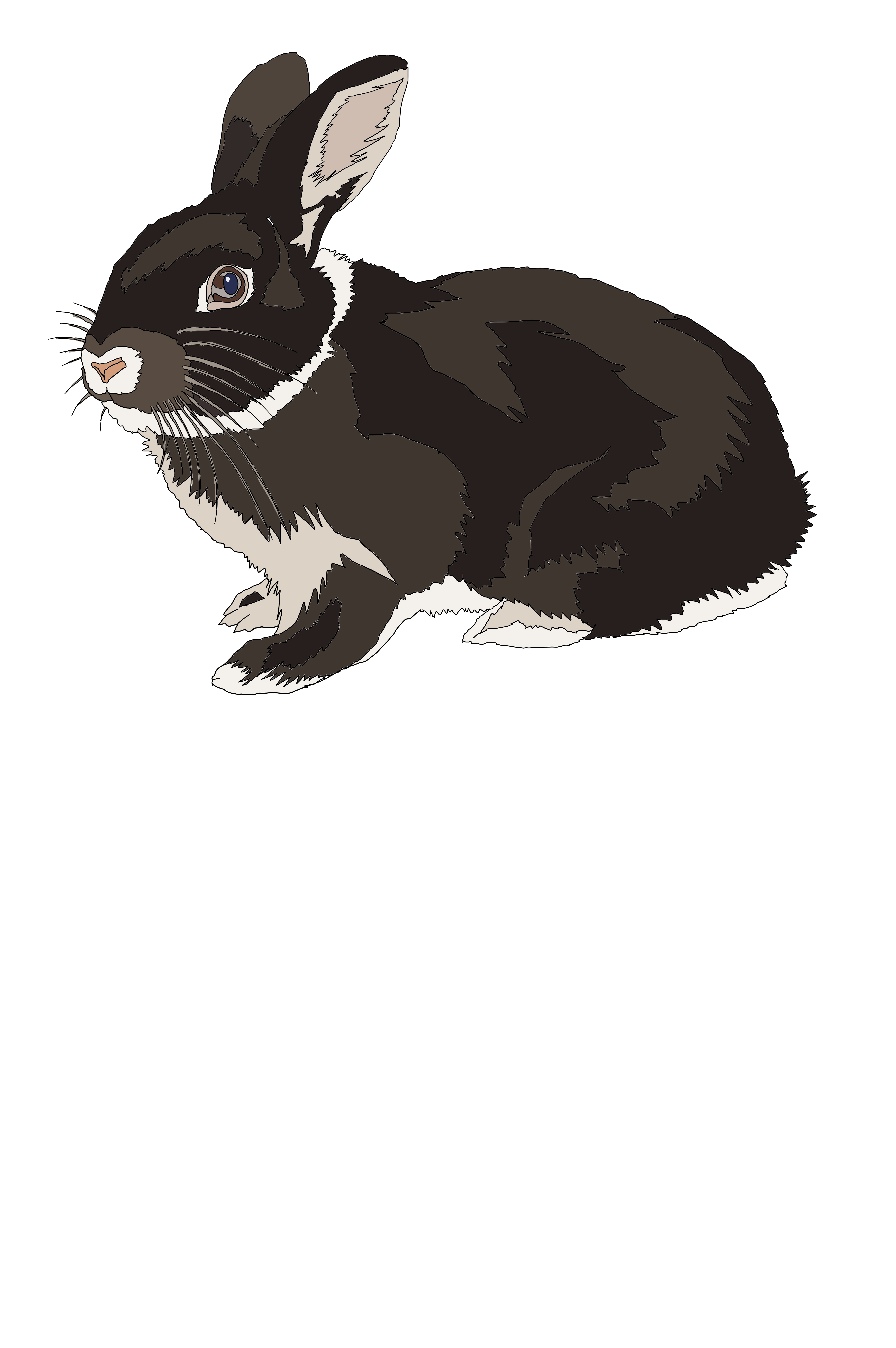 Rabbit Black